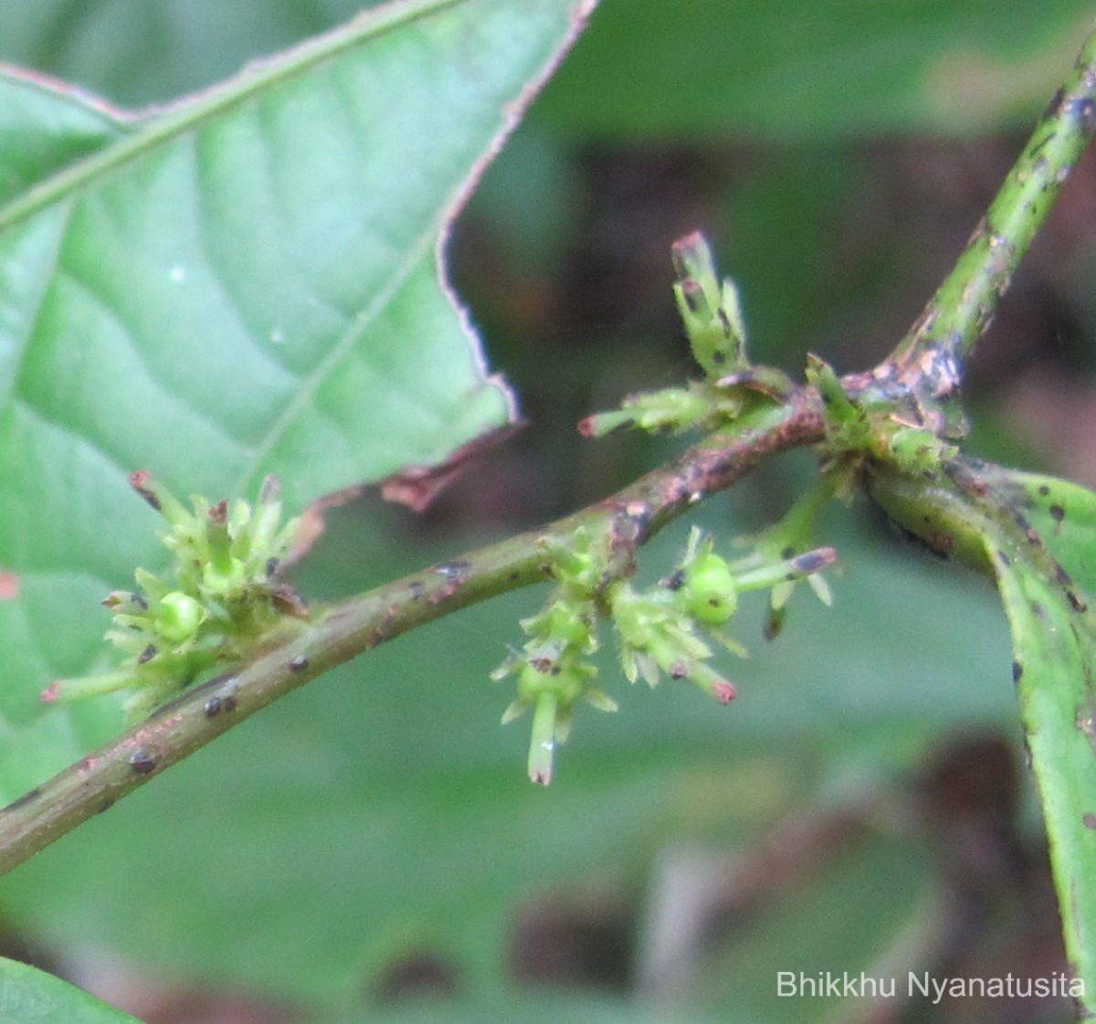 Glochidion stellatum (Retz.) Bedd. Retz.